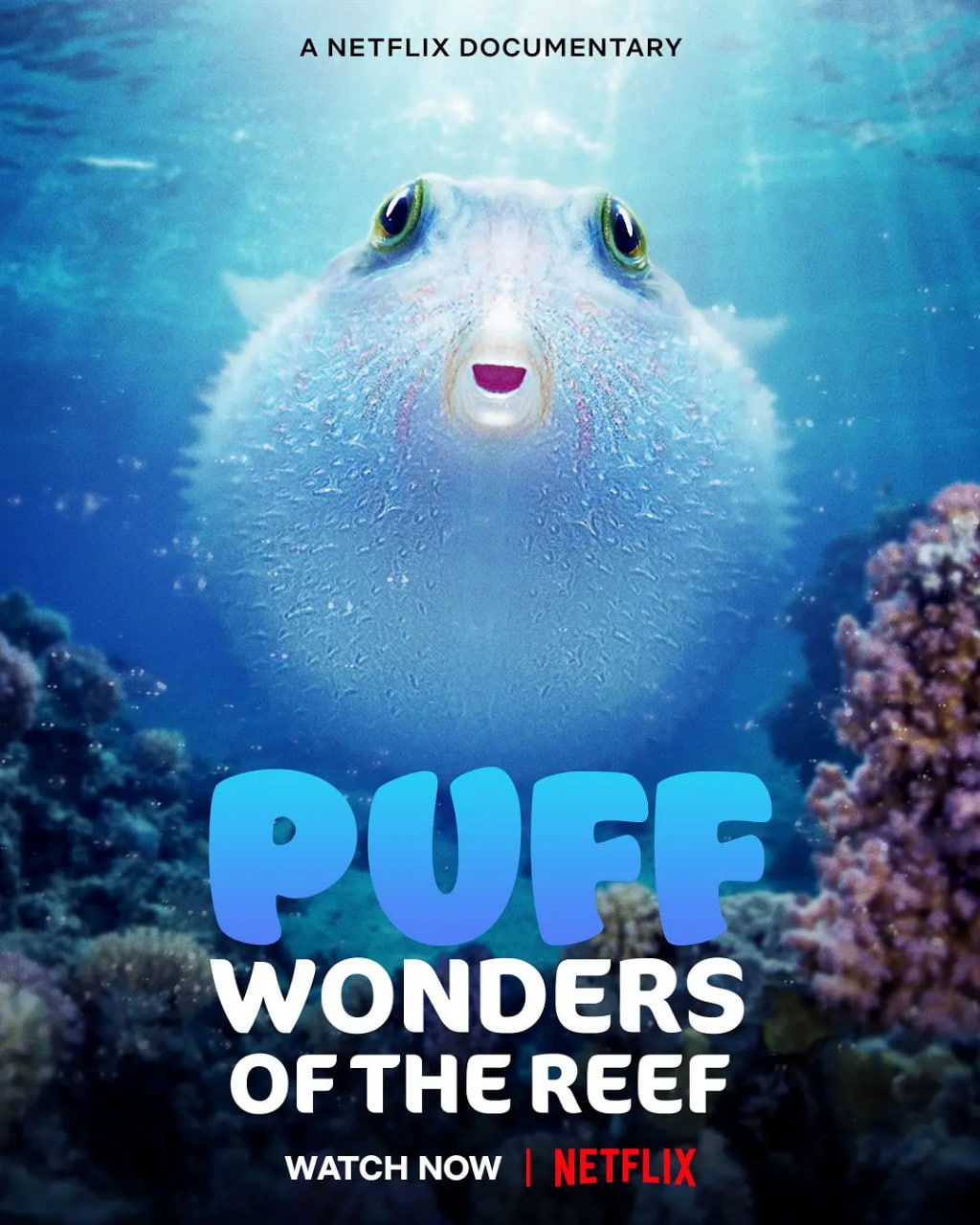 河豚之家：神奇的珊瑚礁